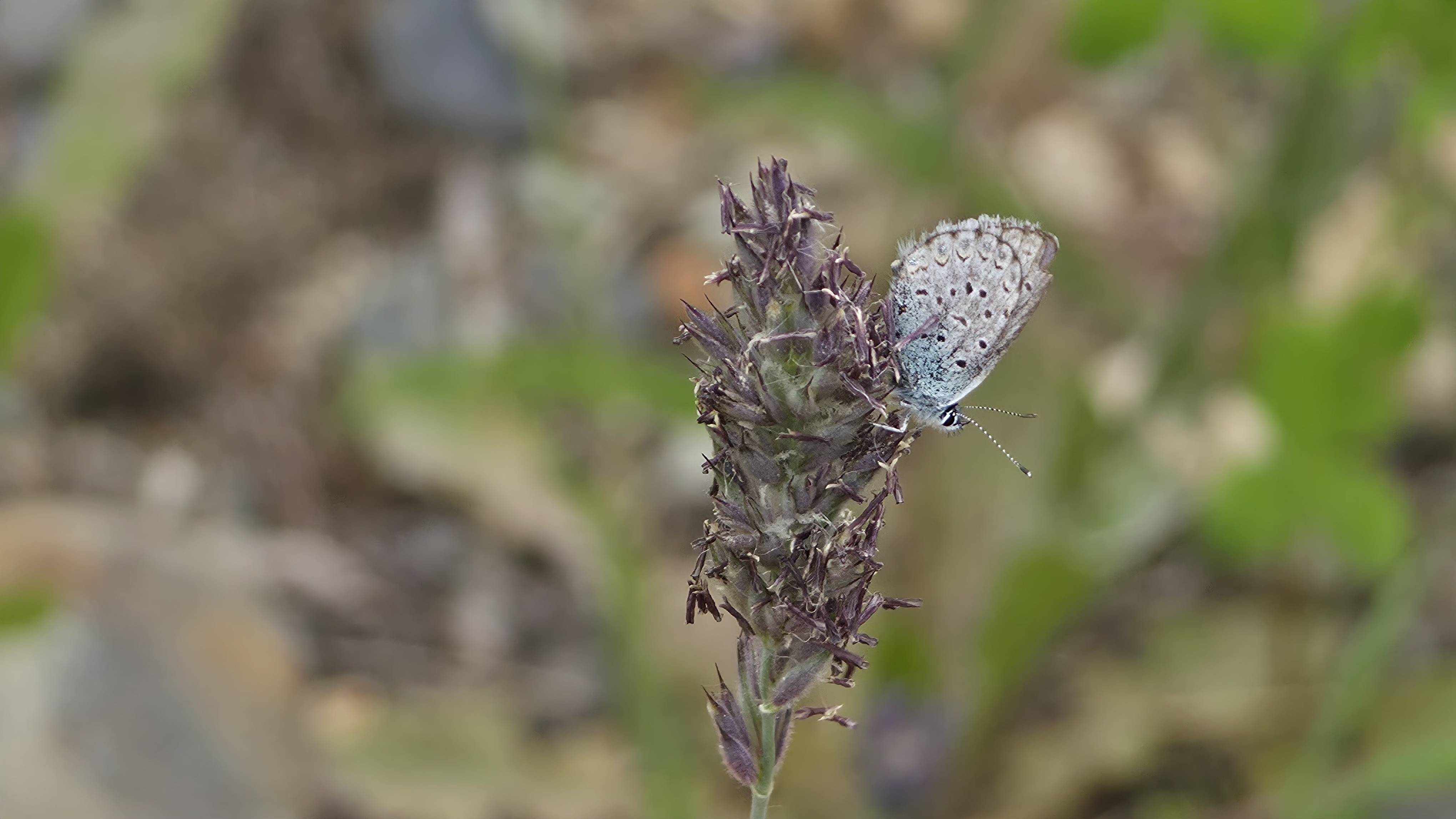 A Silvery Blue (possibly Spring Azure) Gossamer Winged Butterfly along Eddontenajon Lake, near Iskut.